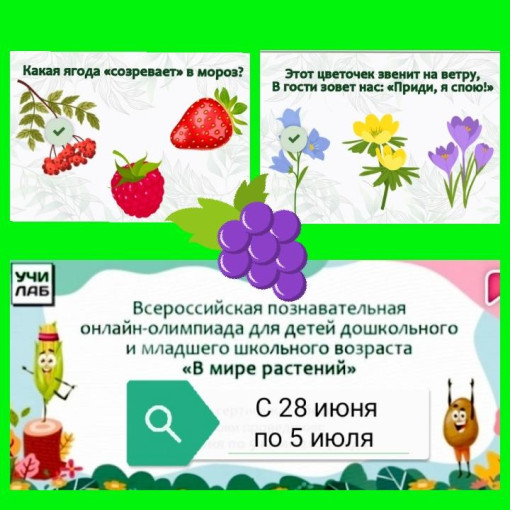 В мире растений В мире растений.