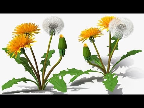 День одуванчика День одуванчика.